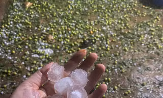 Mưa đá 'tàn phá' hàng trăm ha mận, táo ở Sơn La 