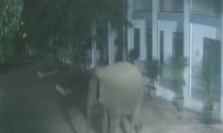 Voi rừng phá tường rào, 'đột nhập' trường bán trú lúc nửa đêm