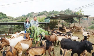 Hành trình vượt nghèo khó của thanh niên người Mông nơi rẻo cao Tây Bắc