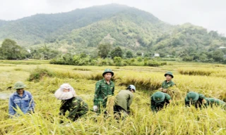 Tuổi trẻ Biên phòng Sơn La giúp dân thu hoạch lúa, ngô tránh thời tiết bất thường