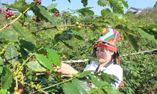 Hành trình từ nương đồi bạc màu đến cuộc sống ấm no của nông dân Sơn La