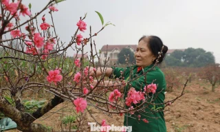 Nông dân trồng đào đất Tổ điều tiết để hoa nở đúng những ngày Tết