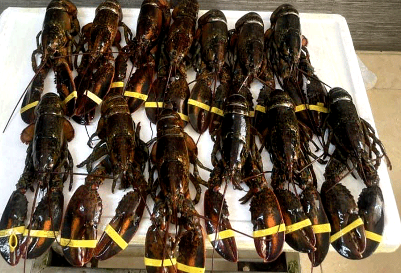 Nhiều mặt hàng hải sản nhập khẩu giá giảm mạnh nhưng sức tiêu thụ vẫn khá chậm (Ảnh: Anh Tú)