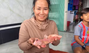 Người dân Đất Mũi bắt được cá thòi lòi có màu hồng khác thường