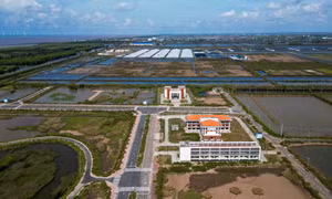 Thanh tra toàn diện khu công nghệ cao phát triển tôm Bạc Liêu 