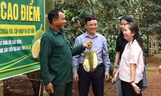 '30 ngày đêm' số hóa mã vùng trồng sầu riêng ở Đắk Lắk