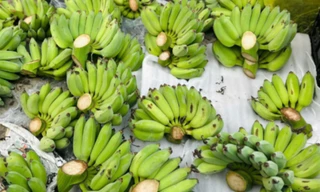 'Cháy hàng' chuối xanh lộc tài 700.000/nải 