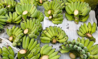 'Cháy hàng' chuối xanh lộc tài 700.000/nải 