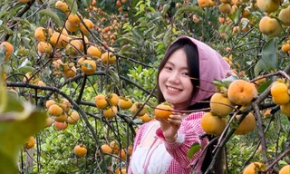 Vườn hồng chín trĩu cành, lên ảnh đẹp như thiên đường ở Mộc Châu