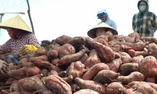 Giá khoai lang lao dốc, nông dân 'đứng ngồi không yên'