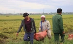 Bão sắp đổ bộ, nông dân ngược xuôi gặt lúa 'xanh nhà hơn già đồng'