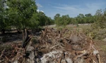 Rừng tràm phòng hộ ven biển Quảng Trị bị chặt phá hàng loạt