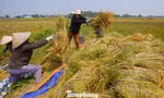Nông dân Hà Nội hối hả gặt lúa 'chạy' bão số 11
