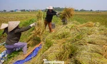 កសិករក្រុងហាណូយប្រញាប់ប្រញាល់ច្រូតកាត់ព្យុះលេខ ១១