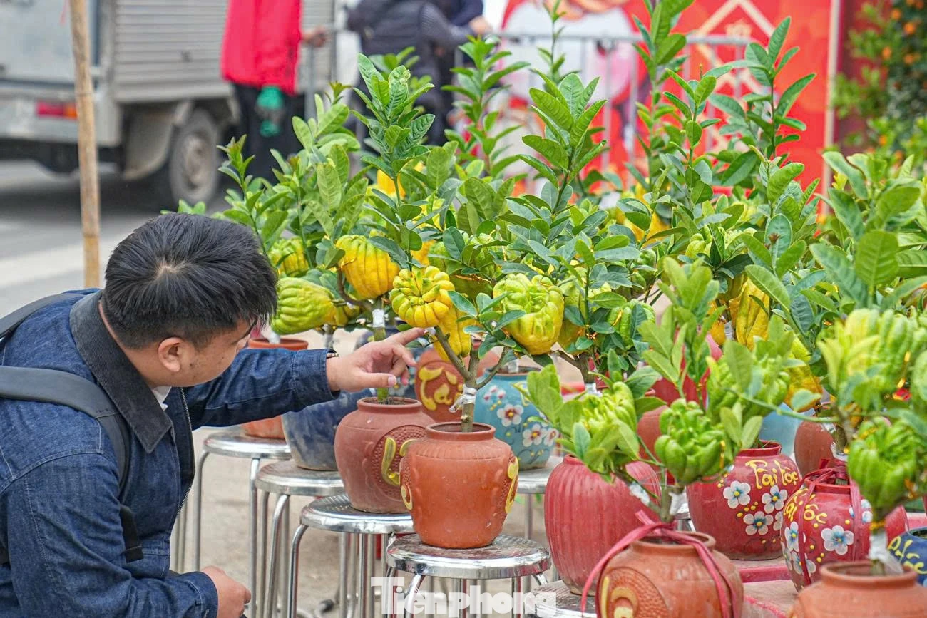 Phật Thủ Bonsai: Từ Mâm Ngũ Quả Đến Tác Phẩm Nghệ Thuật Trang Trí Ngày Tết