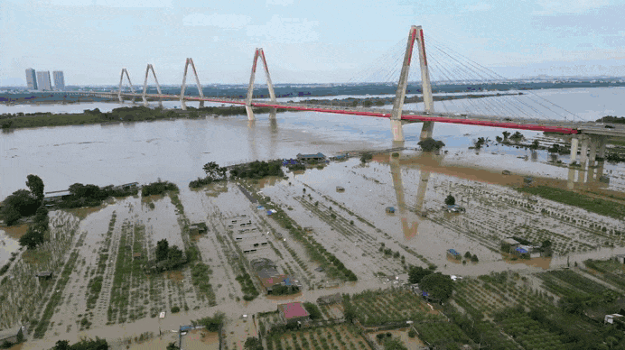 Nước sông Hồng dâng cao nhấn chìm vườn đào Nhật Tân, dân Hà Nội lo mất Tết