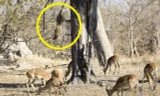 VIDEO: Báo hoa mai phi thân từ trên cây, bắt linh dương Impala