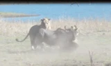 VIDEO: Đàn sư tử cùng nhau xử tử linh dương đầu bò