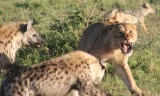 Mẹ con sư tử bị bầy linh cẩu bao vây 