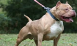 Chó sục Pit Bull Mỹ, giống chó lai nổi tiếng 