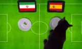 Tiên tri mèo Cass dự đoán Tây Ban Nha sẽ đánh bại Iran.