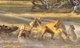 Sư tử cái tử chiến với đàn chó hoang để bảo vệ con