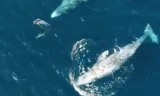 Cảnh tượng hiếm thấy: Cá heo chơi đùa cùng cá voi 