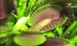 Cận cảnh một pha ăn ốc sên của cây bắt ruồi 