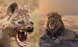 Sư tử hạ sát linh cẩu chỉ để cho 'bõ ghét'