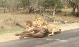 Clip: Chống cự sư tử, trâu rừng trả giá bằng tính mạng