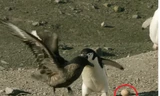Chim cánh cụt chiến đấu với chim cướp biển để bảo vệ trứng 