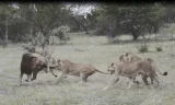 VIDEO: Đàn sư tử cái tấn công khiến sư tử đực bỏ chạy