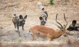 Linh dương thoát chết sau khi bị đàn chó hoang bao vây