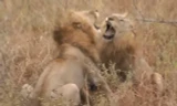 VIDEO: Sư tử đực hỗn chiến vì miếng ăn