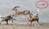 VIDEO: Bị bao vây tứ phía, linh dương chết thảm dưới hồ nước