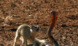 Màn đối đầu nghẹt thở giữa cầy Mongoose và rắn hổ mang