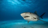 Điều gì giúp cá mập trở thành ‘sát thủ đại dương’?