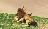VIDEO: Màn giao chiến đẫm máu giữa 2 con sư tử