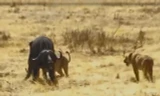 VIDEO: Cuộc chiến sinh tử giữa trâu rừng với đàn sư tử