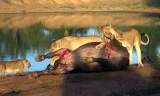 VIDEO: Đàn sư tử hợp sức hạ gục trâu rừng