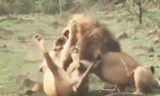 VIDEO: Màn giao đấu ác liệt giữa 2 con sư tử đực