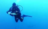Bị bao vây bởi hàng trăm con cá mập, nữ thợ lặn vẫn không hề sợ hãi