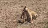 VIDEO: Sư tử trổ tài săn linh dương Gazelle