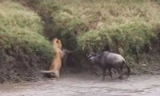 VIDEO: Những tình huống sư tử chết khiếp vì bị con mồi phản đòn