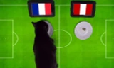 Mèo Cass dự đoán Pháp sẽ đánh bại Peru.