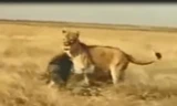 VIDEO: Lợn rừng phản đòn khiến sư tử bỏ chạy