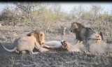 Vì miếng ăn, 2 con sư tử đực tấn công sư tử cái