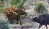 Trâu rừng tấn công sư tử để giải cứu cho voi con.