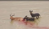 Đàn chó hoang ăn thịt linh dương dưới nước