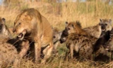 Sư tử đực bị bao vây bởi bầy linh cẩu và cái kết bất ngờ